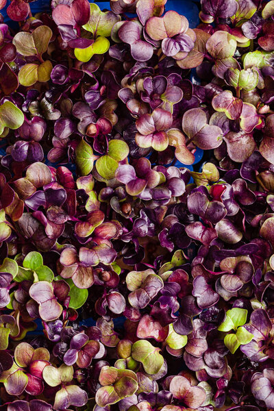 радиш микрозеленый в коробке