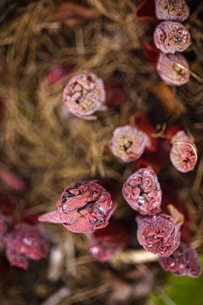 Peony Shoots Garden — Stock Photo, Image