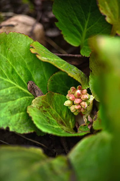 텃밭에 Bergenia Crassifolia — 스톡 사진