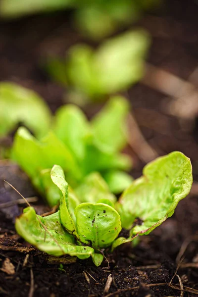 Organic Salad Garden — Stock Photo, Image