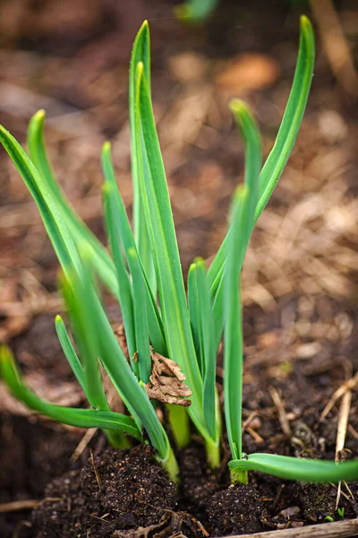 Giovane Cipolla Verde Giardino — Foto Stock