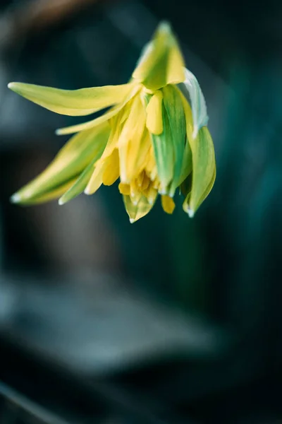 Желтый Нарцисс Саду — стоковое фото