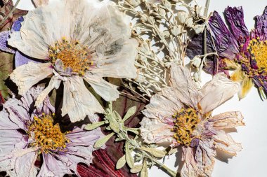 Beyaz arkaplanda kuru çiçekler