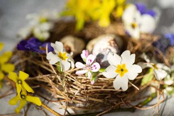 春の花とイースターの巣 — ストック写真