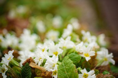 Bahçede bahar çiçekleri