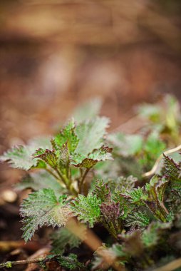 Bahçedeki genç ısırgan otu