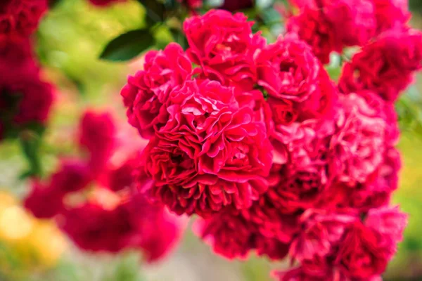 Rosa Rosor Trädgården — Stockfoto