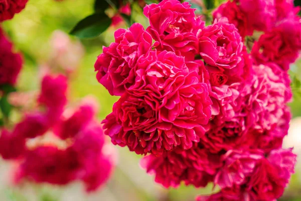 Pink Roses Garden — Stock Photo, Image