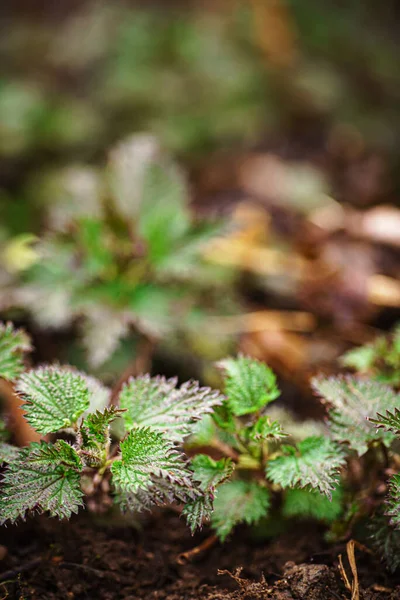 Jonge Brandnetel Tuin — Stockfoto