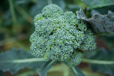 Bahçede organik brokoli