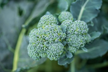 Bahçede organik brokoli