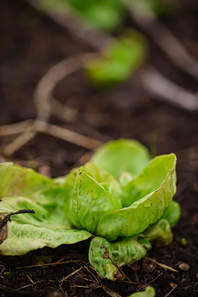 Salade Bio Dans Jardin — Photo