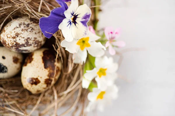 Húsvéti Fészek Tavaszi Virágokkal — Stock Fotó