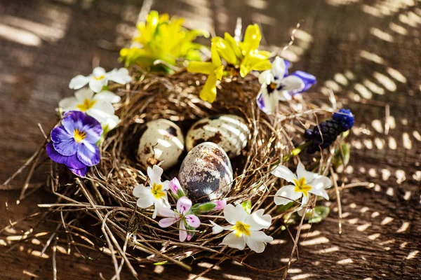 Húsvéti Fészek Tavaszi Virágokkal — Stock Fotó