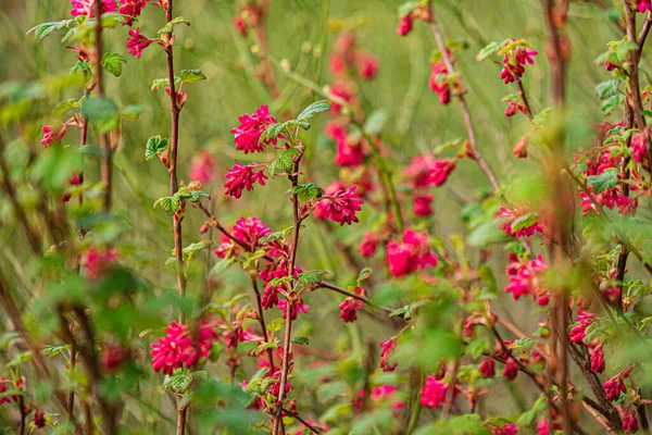 Ribes Sanguineum Στον Κήπο — Φωτογραφία Αρχείου