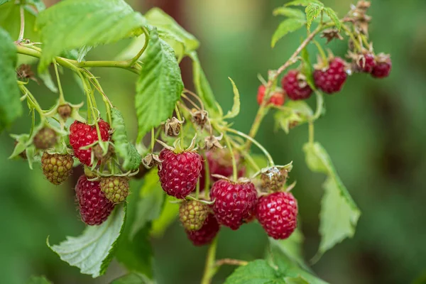 Organic Raspberry Garden — Stock Photo, Image