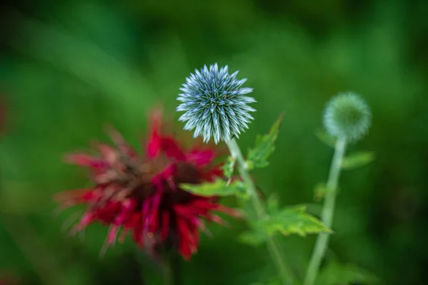 Echinops Organic Garden — Stock Photo, Image