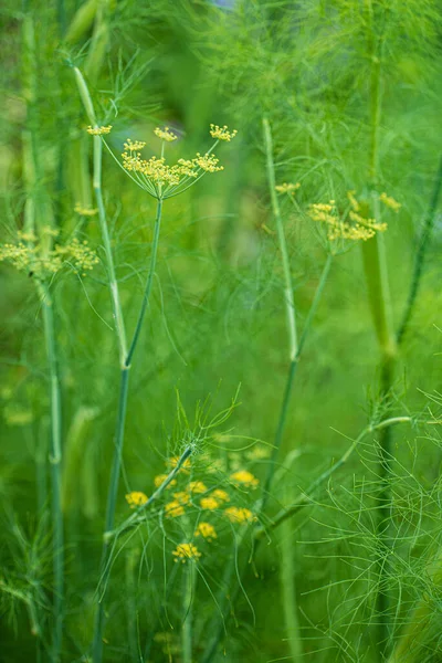 Aneth Bio Dans Jardin — Photo