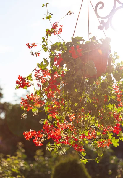 Červená Pelargonium Květina Květináči Pelargonium Peltatum — Stock fotografie