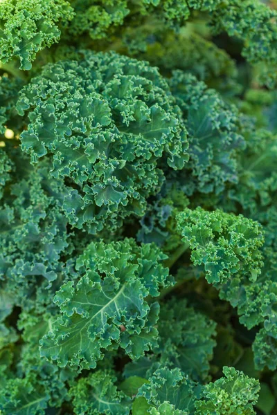 Organic Kale Garden — Stock Photo, Image