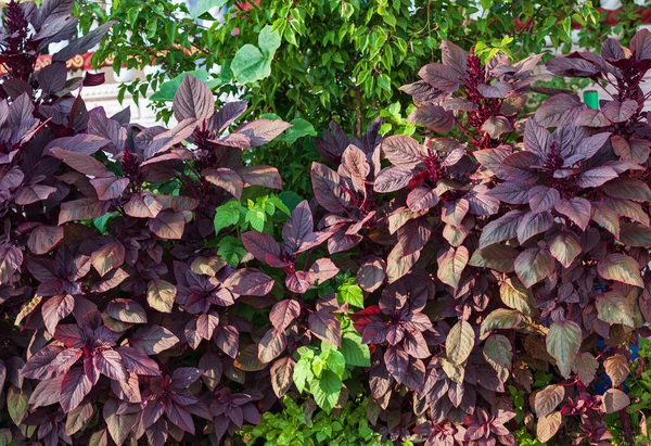 Purple Amaranth Garden — Stock Photo, Image
