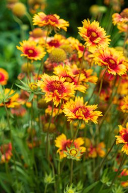 Bahçedeki helenyum çiçekleri