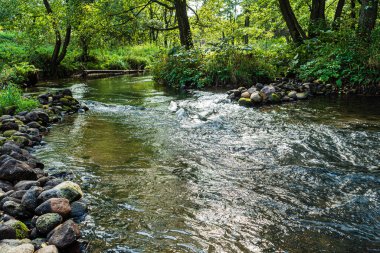 Ormandaki küçük nehir