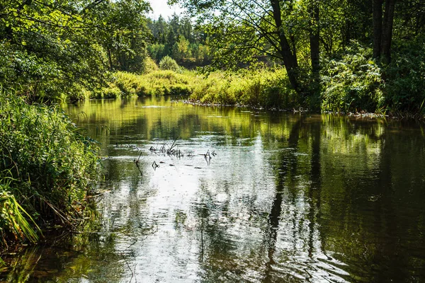 Liten Flod Skogen — Stockfoto