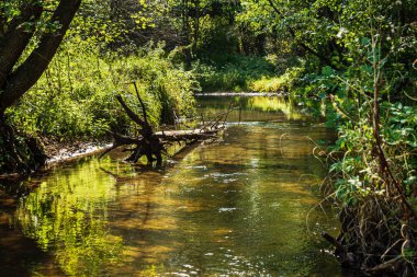 Ormandaki küçük nehir