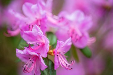 Güzel Rhododendron Çiçek Çalıları ve Ağaçlar Bahçede