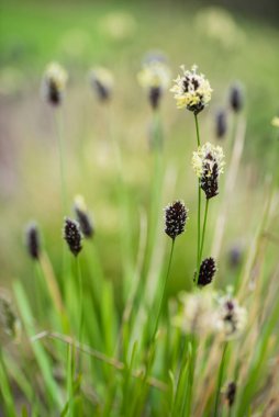 Bahar bahçesinde çiçekler