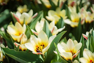 Bahar bahçesinde laleler