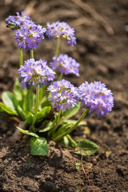 Bahar bahçesinde çuha çiçeği