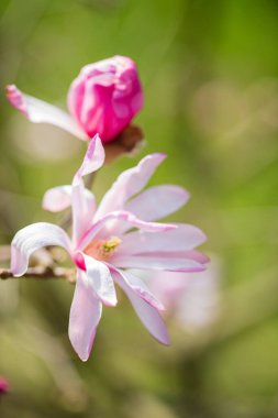 Bahar bahçesinde manolya