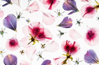 Beyaz arkaplanda çiçekler