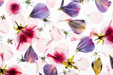 Beyaz arkaplanda çiçekler