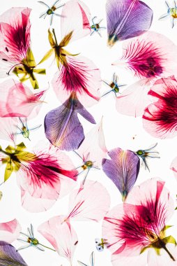 Beyaz arkaplanda çiçekler