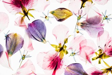 Beyaz arkaplanda çiçekler