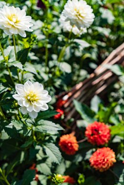 Yıldız çiçekleri yaz bahçesinde