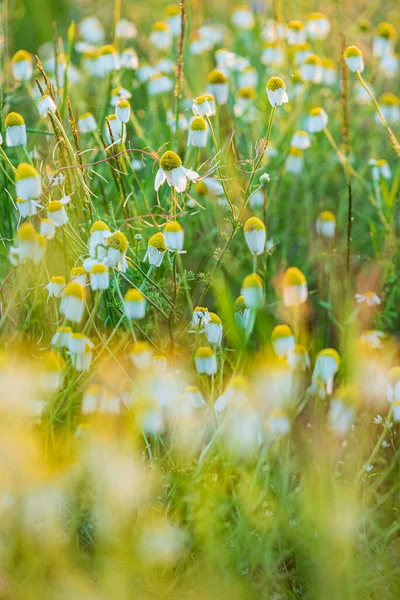 Wildblumen Auf Der Wiese — Stockfoto