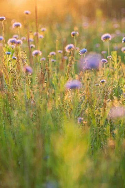 牧草地に咲く野生の花 — ストック写真