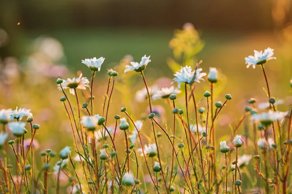 Wild Flowers Meadow — Stock Photo, Image