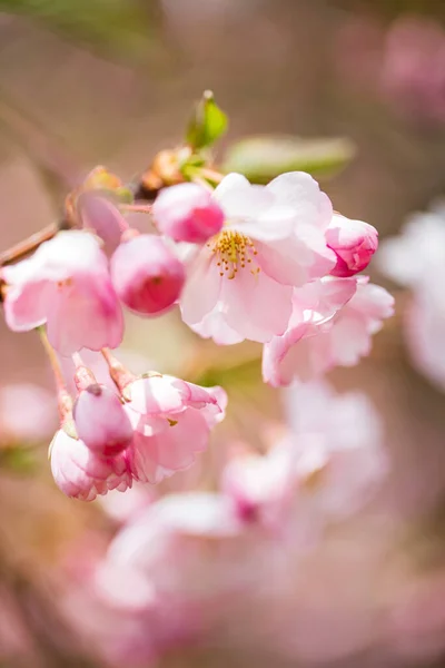 Cherry Blossom Garden — Stock Photo, Image