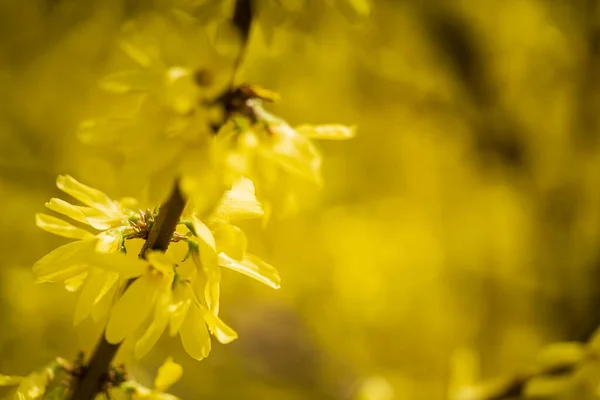 Forsythia Jardim Primavera — Fotografia de Stock