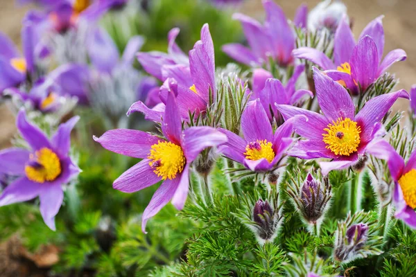 Pasque Flower Spring Garden — Stock Photo, Image