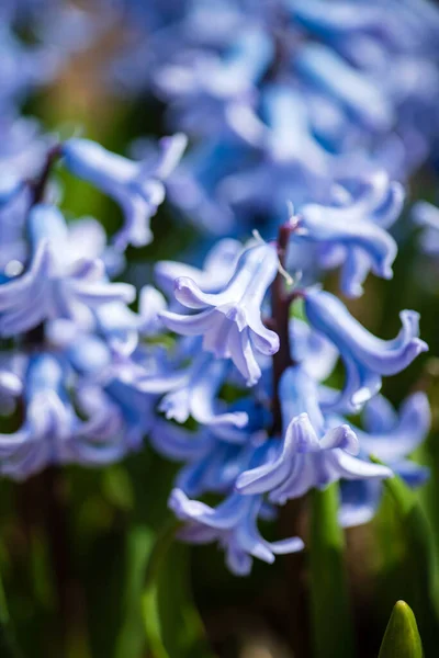 Jacinthe Dans Jardin Printemps — Photo