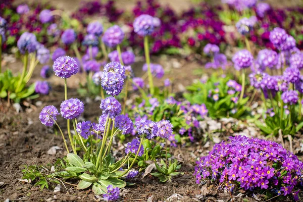 Primrose Spring Garden — Stock Photo, Image