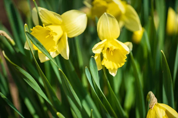Narcisy Jarní Zahradě — Stock fotografie