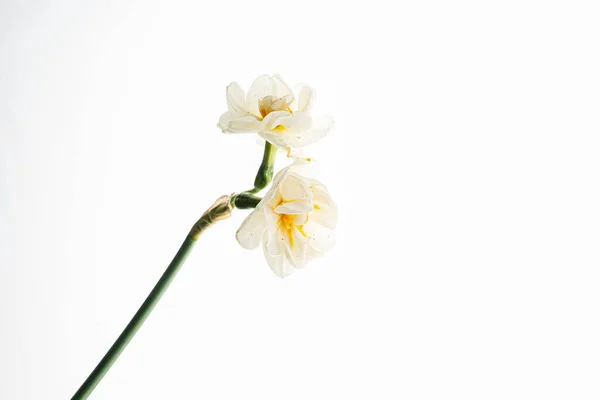 Λουλούδια Στο Λευκό Φόντο — Φωτογραφία Αρχείου
