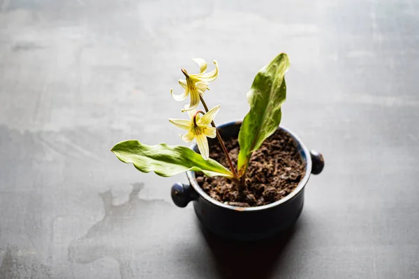 Erythronium Sibiricum Pot — Stock Photo, Image